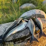 Nyaraló Large Exclusive By Saltstraumen Outside *